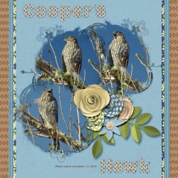 14-11-Cooper's Hawk small.jpg