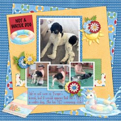 Not-A-Water-Dog_web-b.jpg