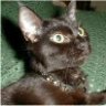 oreosmeow