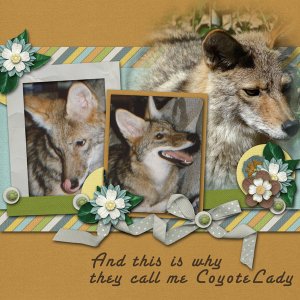 And this why they call me CoyoteLady