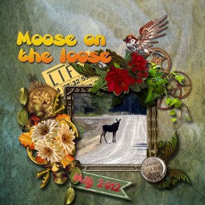 moose_on_the_loose