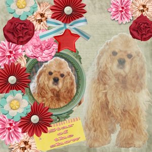 The_star_dog