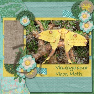Madagascar Moon Moth