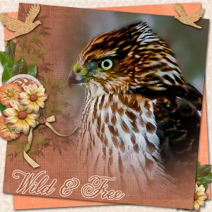 Cooper's Hawk