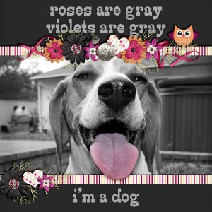 i'm a dog