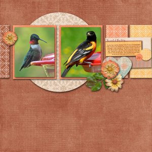 Hummingbirds????