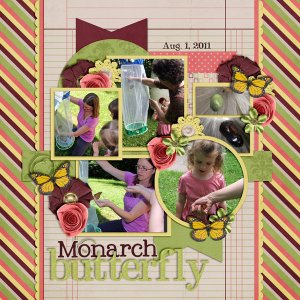 Monarch Butterfly
