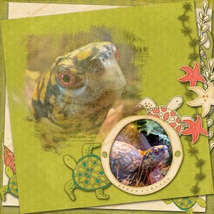 Turtles