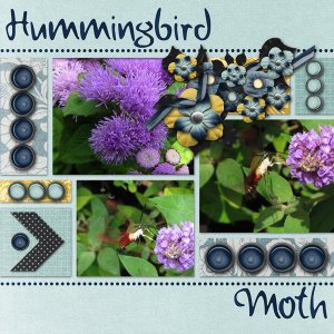 Hummingbird Moth