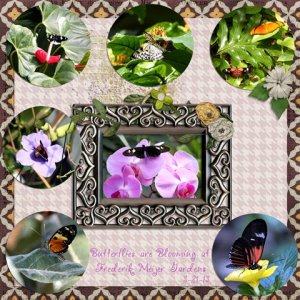 Butterflies at Meifers Gardens