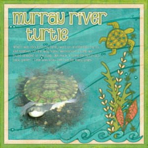 Murray River Turtle