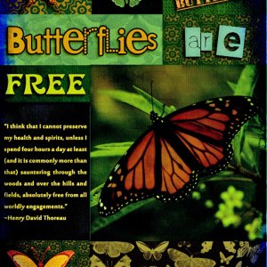 Butterflies Are Free