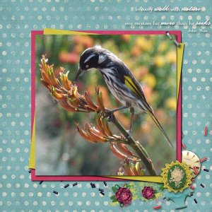 Charming Honeyeater