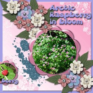 Arctic_raspberry
