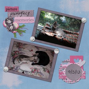 Picture Purrfect