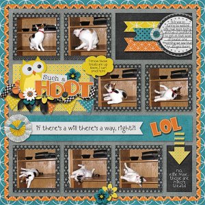 Such a Hoot!