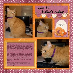 Week 37; Kaline's Collar