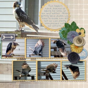 Coopers Hawk pg1