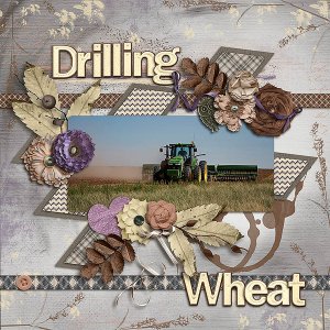 Drilling Wheat