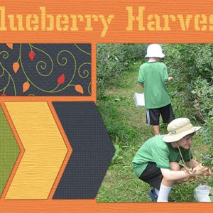 Blueberry Harvest