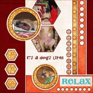 Daily Download:  It's A Dog's Life