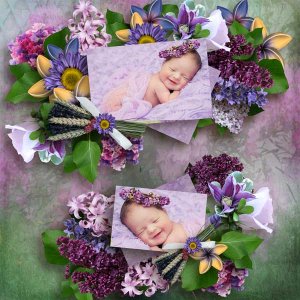 lavender dreams