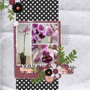 ~Orchids~