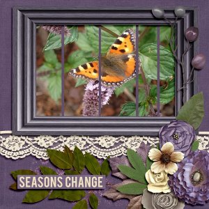 butterfly6