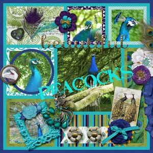 peacocks1