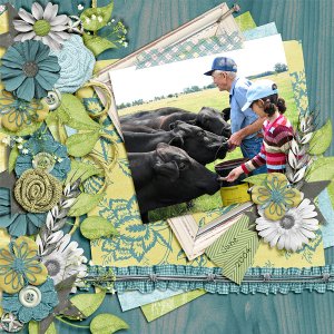 Feeding Cows
