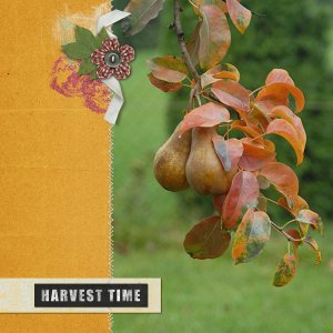 Harvest Time