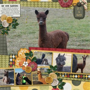 alpacas
