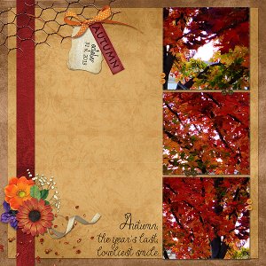 My Maple Tree