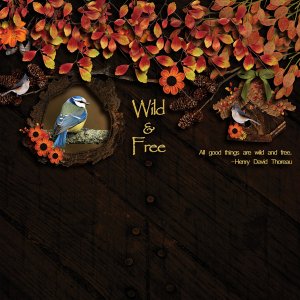 Wild + Free