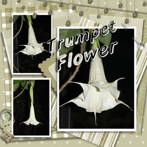 Trumpet Flower