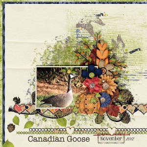 Canadian Goose