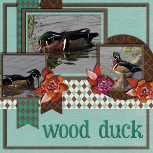 Wood Ducks