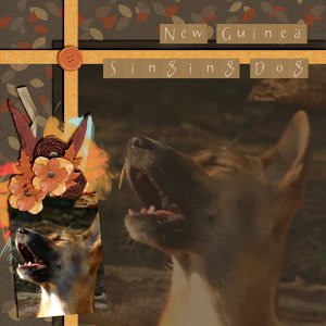 New Guinea Singing Dog