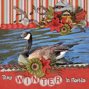 They Winter In Florida