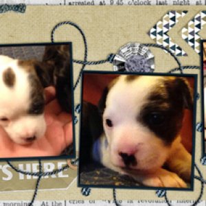 Puppy timeline