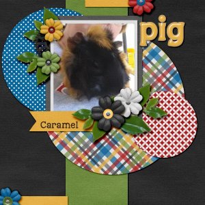 pig