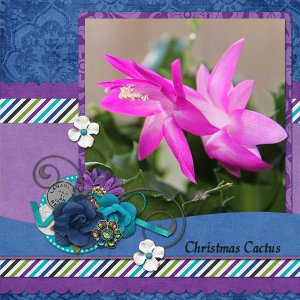 Christmas Cactus
