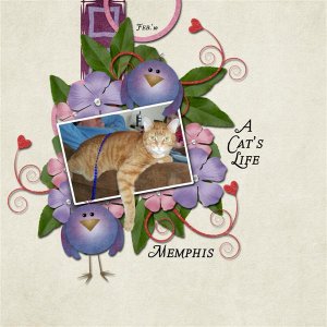 A Cat's Life