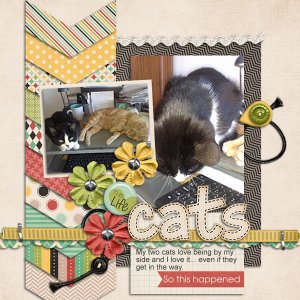 cats