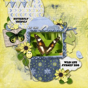 Butterfly Tropics
