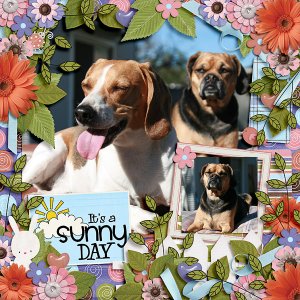 Sunny Day