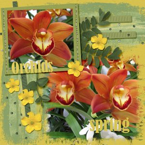 Orchids in Spring