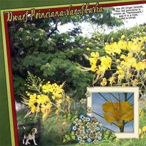 Dwarf Poinciana