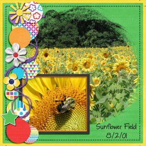 Sunflower Field