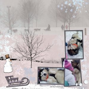 Sled Dog Demonstration